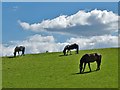 Three horses north of Dronfield Woodhouse