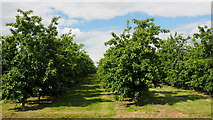 SO4640 : Cider orchards at Breinton by Jonathan Billinger