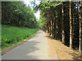 Wooded road in Glen Prosen