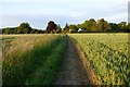 Farmland, Buckland