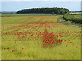 SP1303 : Poppies in field of unripe flax by Vieve Forward