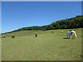 Horses near Alkham