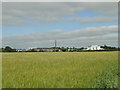 Ripening barley..