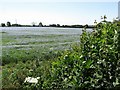 Bartongate Farmland