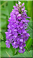 Spotted Orchid