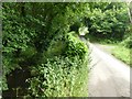 Stream beside Forder Lane