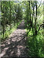 Country park footpath on old railway track