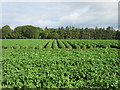 Potato field near Ethie Woods