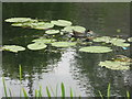 Moorhen and lily pads