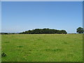 Grazing off Dale Road, Stanton by Dale