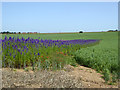 Fields of flowers and peas