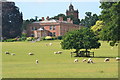 Sheep grazing in Locklerley Hall Park