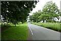 Horse Chestnut on Moor Lane