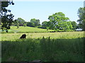 Grazing off Main Road (A608), Morley