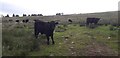 Pasture with Young Bulls near Mid Ashgill