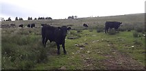 NY7640 : Pasture with Young Bulls near Mid Ashgill by Anthony Parkes