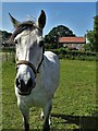 Horse at Cliffe Dales Farm