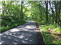 Road surrounded by Alyth Wood