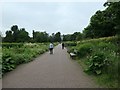 NS5766 : Herbaceous borders, Kelvingrove Park by Christine Johnstone