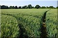 Farmland, Aston le Walls