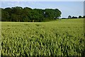 SP5155 : Farmland, Byfield by Andrew Smith