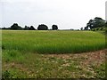 Cereal crop in field above Hastoe