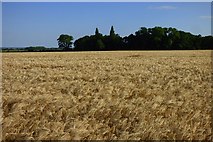 SU5897 : Farmland, Drayton St Leonard by Andrew Smith