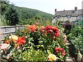 Open gardens day, Allerford