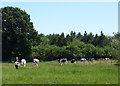 Feeding cattle, Botany Bay