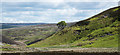 NY9150 : Lone tree on slope above Beldon Cleugh 2 by Trevor Littlewood