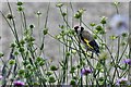 Staplehurst: Goldfinch feeding on Scabious seeds