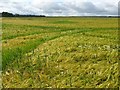 Barley field near Maxton