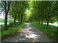 The Avenue at Leysters, near Leominster, Herefordshire