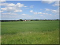 Field of linseed