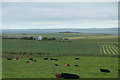 Fields at Barm, near Finstown