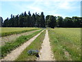 Public bridleway to Buckland Warren