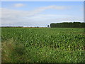 Field of maize near Blyton