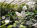 TQ1877 : Kew Gardens water lilies with Chihuly glass artworks by David Hawgood