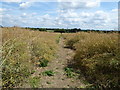 Public footpath through field of ripening oilseed rape