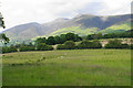 Sheep at Briar Rigg