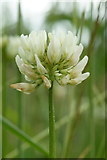 NH6943 : White Clover (Trifolium repens), Inshes, Inverness by Mike Pennington