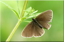 NH6943 : Ringlet (Aphantopus hyperantus), Inshes, Inverness by Mike Pennington