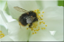 NH6943 : Bumblebee (Bombus sp.), Inshes, Inverness by Mike Pennington