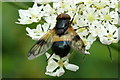 The hoverfly Volucella pellucens, Inshes, Inverness