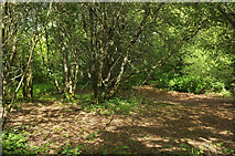 SX9066 : Woodland, Nightingale Park by Derek Harper