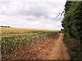 Wheat field at Saffron Walden