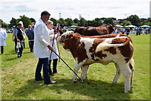 H4374 : Cattle judging - 179th Omagh Annual Agricultural Show 2019 by Kenneth  Allen