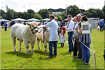 H4374 : Inspecting cattle - 179th Omagh Annual Agricultural Show 2019 by Kenneth  Allen