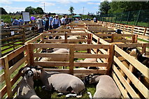 H4374 : Swaledale sheep - 179th Omagh Annual Agricultural Show 2019 by Kenneth  Allen