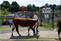 H4374 : Leading a bullock - 179th Omagh Annual Agricultural Show 2019 by Kenneth  Allen